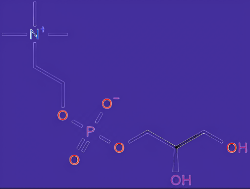 L -α-甘油磷酸（酰）胆碱用于促进膜磷脂合成的作用机制
