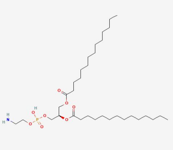 Rho-DMPE 1,2-二肉豆蔻酰-sn-甘油-3-磷酰乙醇胺的性质特点