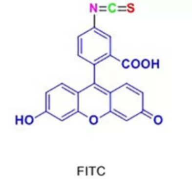 FITC-HRP-BIOTIN的荧光标记机制和酶催化显色机制