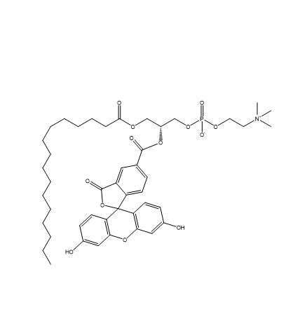 5-羧基荧光素标记16:0溶blood磷脂酰胆碱  5-FAM-16:0 Lyso PC的产品衍生