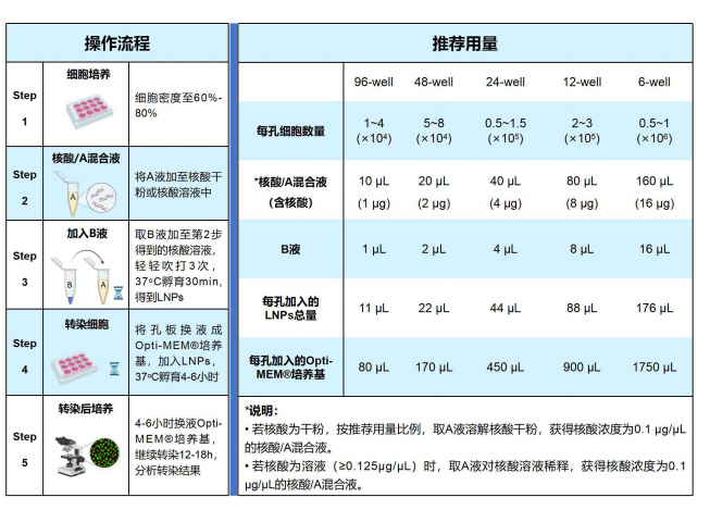 手动法制备 LNPs 和转染细胞