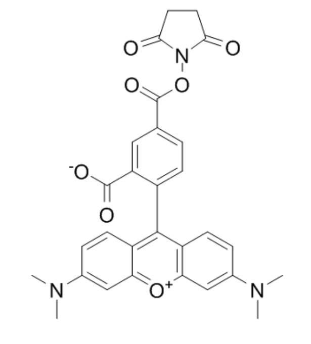 5-羧基四甲基罗丹明琥珀酰亚胺酯  5-TAMRA, SE的产品衍生