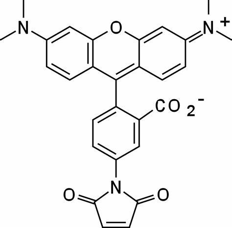 5-四甲基罗丹明-马来酰亚胺  5-TAMRA-MAL的产品科普