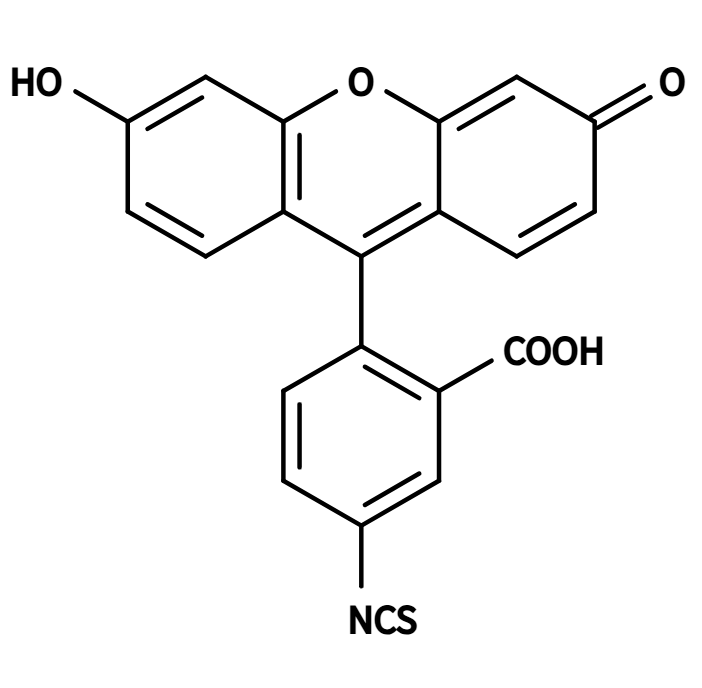 5-异硫氰酸荧光素-四嗪  5-FITC-TZ的产品科普