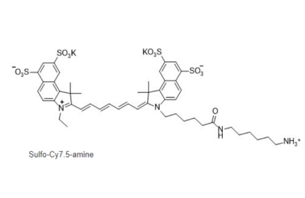 Monosulfonated Cyanine7 amine的生物分子偶联机制