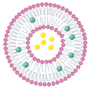 LNP@RNA-APWHLSSQYSRT 阳离子脂质体载RNA修饰-APWHLSSQYSRT的作用机制  