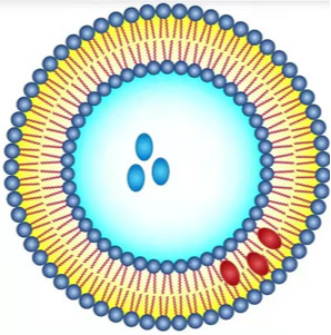 80nm RNA-LNPs 脂质纳米颗粒包封核糖核酸（粒径 80nm）的溶解度详细介绍