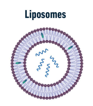 pH-responsive Liposomes Encapsulating Ciprofloxacin Hydrochloride