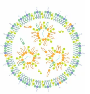 mRNA@LNP-CY5.5,CY5.5 标记的信使核糖核酸脂质纳米颗粒复合物