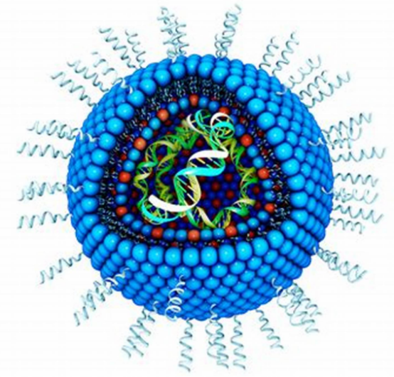 Liposome-encapsulated Messenger RNA 脂质体包裹信使核糖核酸的优点