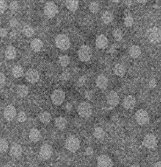NaF4:Yb95%,Tm5%,镱铥共掺氟化物水溶性上转换纳米颗粒