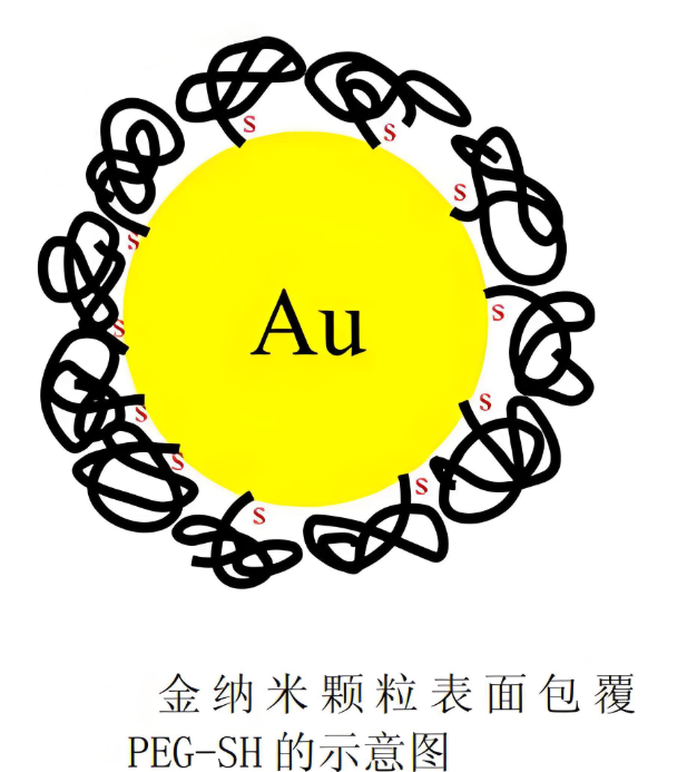 金纳米颗粒表面包覆PEG-SH的示意图