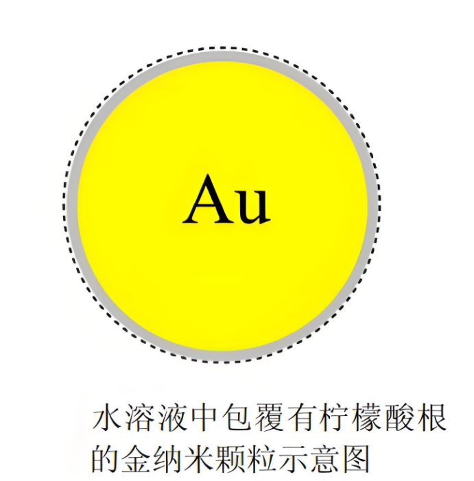 金纳米颗粒在CT造影中的应用研究