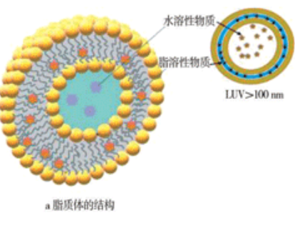 pH-RL-CHT PH 响应脂质体包盐酸环丙沙星和他克莫司的产品问答