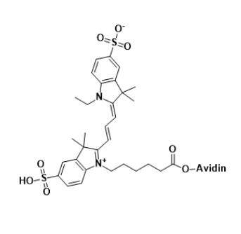Cy3-Avidin CY3标记亲和素 CY3-亲和素偶联物