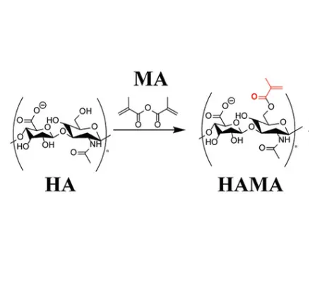 瑞禧生物酶响应型HAMA水凝胶的定制