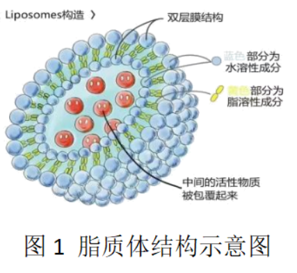 氯化铽脂质体复合物 靶向性脂质体包裹氯化铽