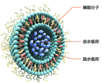 LE-PBNPs 脂质体包裹普鲁士蓝纳米粒
