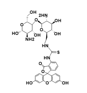 不同分子量 CS-FITC 的合成及其性能差异比较