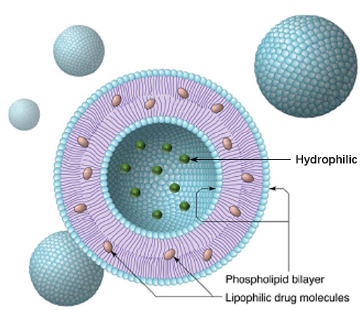 FAM-Modified ROS-Responsive Liposomes Encapsulating C3F8 Gas的制备方法