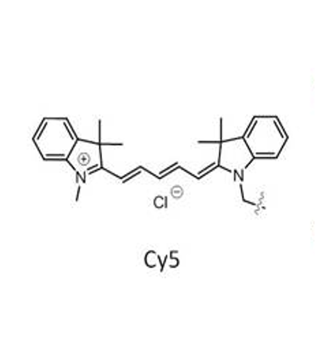 CY5结构式