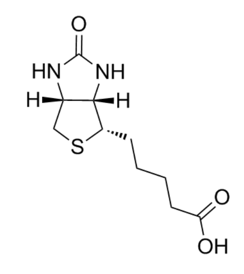 Biotin-PEG-PCL  生物素-聚乙二醇-聚己内酯的产品综述
