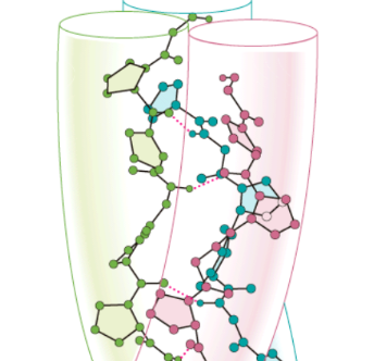 温度敏感型 Collagen-FITC的作用机制