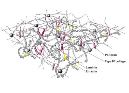 细胞黏附示踪 Collagen-FITC的产品使用指南