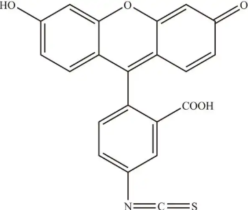 可修饰偶联型 荧光素标记hepatoma靶向肽的科研应用