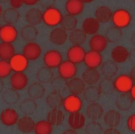 Polystyrene Red Fluorescent Microspheres的性质特点