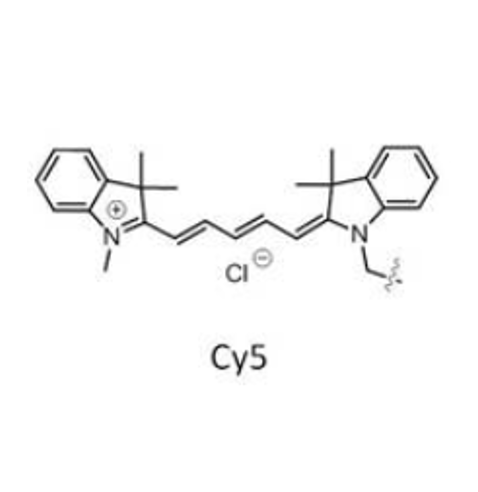 SiO2-CY5,五甲川花菁染料修饰二氧化硅纳米颗粒