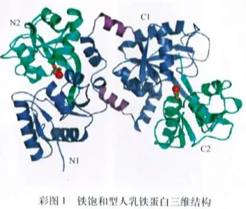 Rhodamine B-Lactoferrin 荧光标记乳铁蛋白的结构式分析