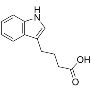受体结合适配型生物素-吲哚丁酸的作用机制