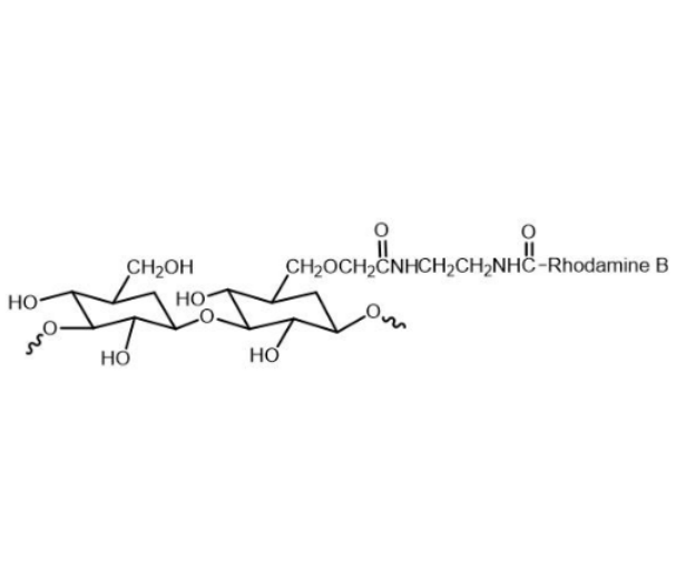 RB-Dextran  罗丹明B标记葡聚糖 Dextran-Rhodamine B