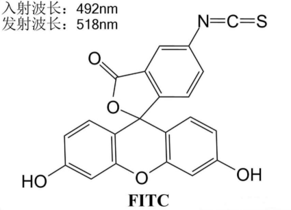 Fluorescein Isothiocyanate-Conjugated Amino Acid的产品使用指南