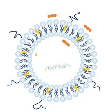 阳离子脂质体-lncRNA探针的科研应用