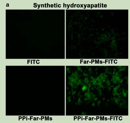 PPi-Far-PMs与羟基磷灰石颗粒的结合能力