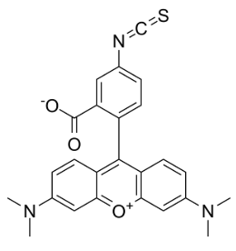 TMRITC,四甲基异硫氰酸罗丹明