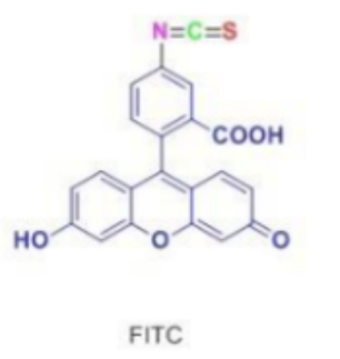 FITC-氨基酸 荧光素标记氨基酸的作用机制