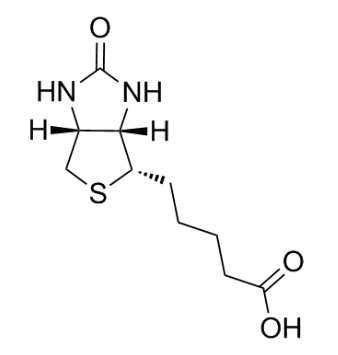 生物素标记刀豆球蛋白A  Concanavalin A-Biotin的产品科普