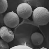Boron Nitride Nanospheres,氮化硼纳米微球
