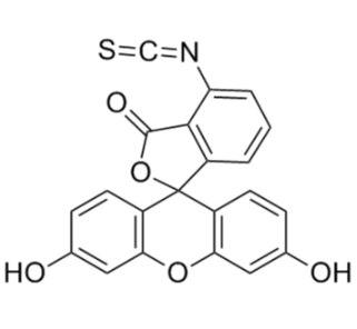 FITC-L-Arginine 荧光素标记精氨酸的产品衍生