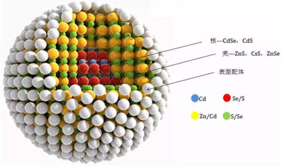 高稳定性水溶性量子点羧基衍生物的作用机制