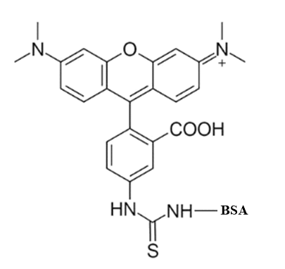 TRITC-BSA,四甲基罗丹明异硫氰酸酯-牛血清白蛋白​