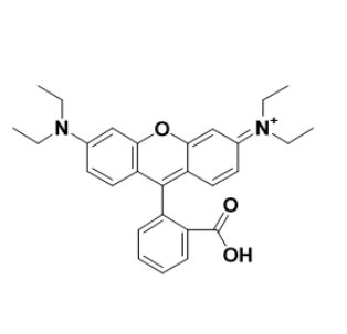 RB-HRP 罗丹明B-辣根过氧化物酶的优缺点