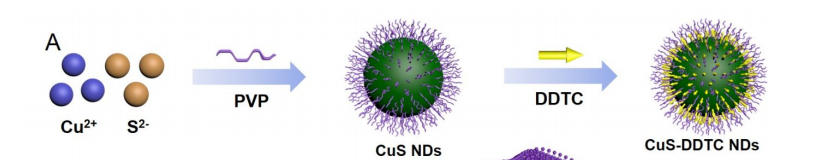 CuS-DDTC纳米点的合成合成的示意图