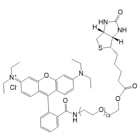 RB-PEG600-BIOTIN结构式